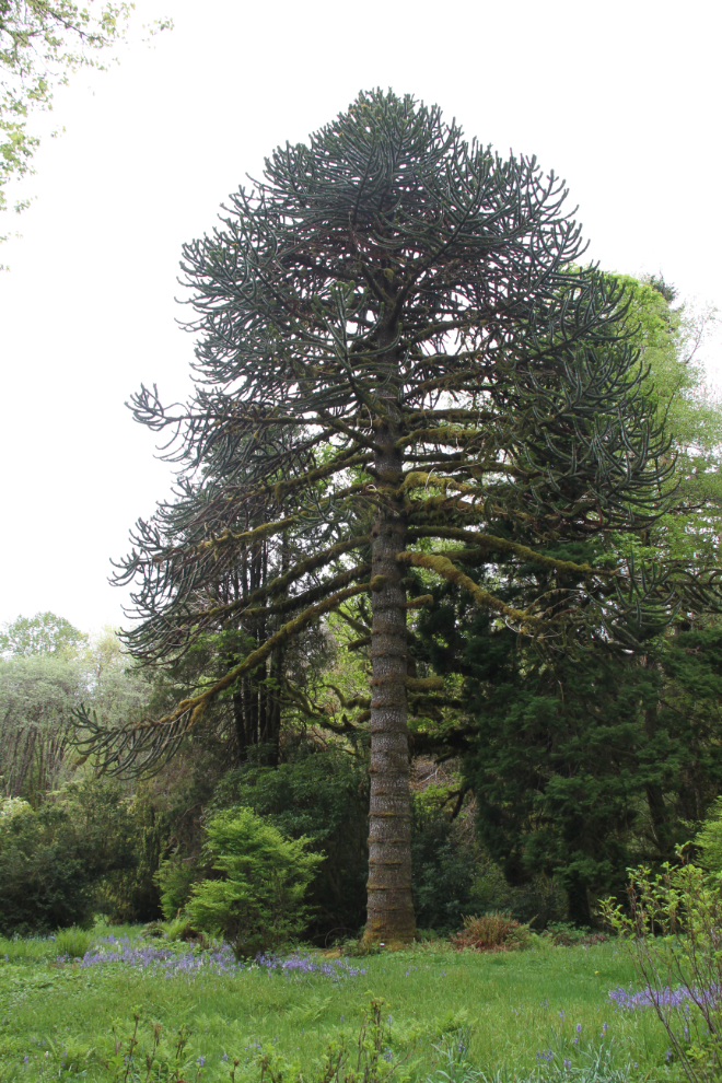 Monkey Puzzle Tree at Ronning's Garden, northern Vancouver Island