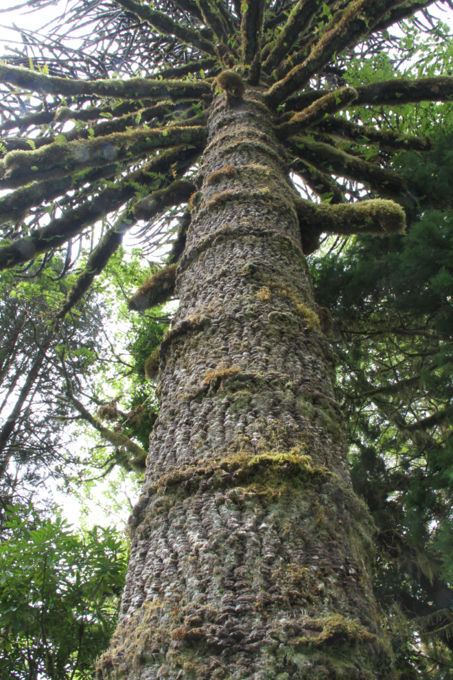 Monkey Puzzle Tree at Ronning's Garden, northern Vancouver Island