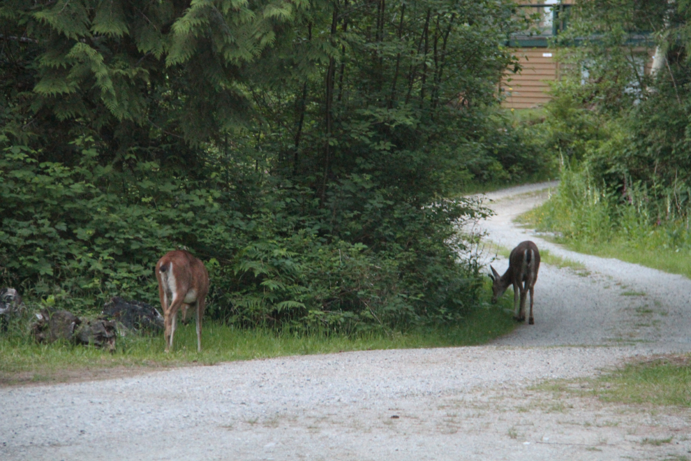 Deer at the Timberline RV Park, Earl's Cove, BC