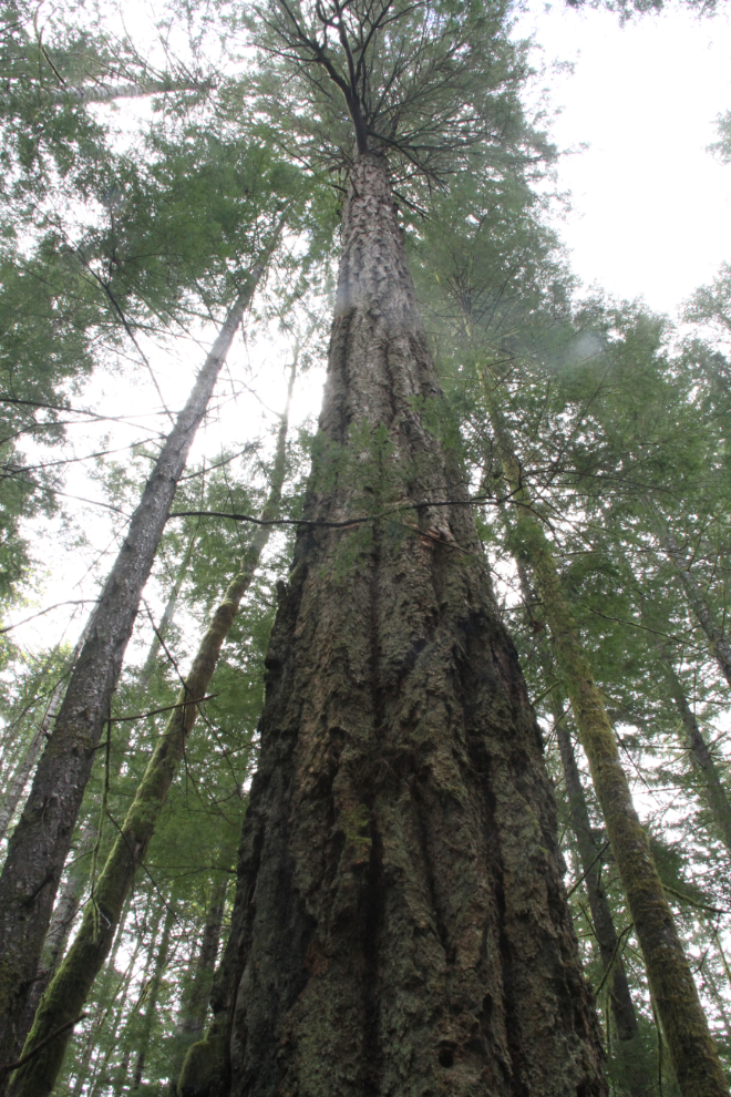 A big tree along the Millennium Trail at Elk Falls Provincial Park, BC
