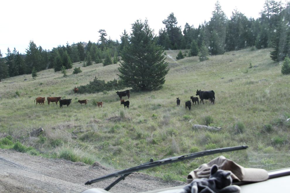 Cows on the Farwell Canyon Road, BC