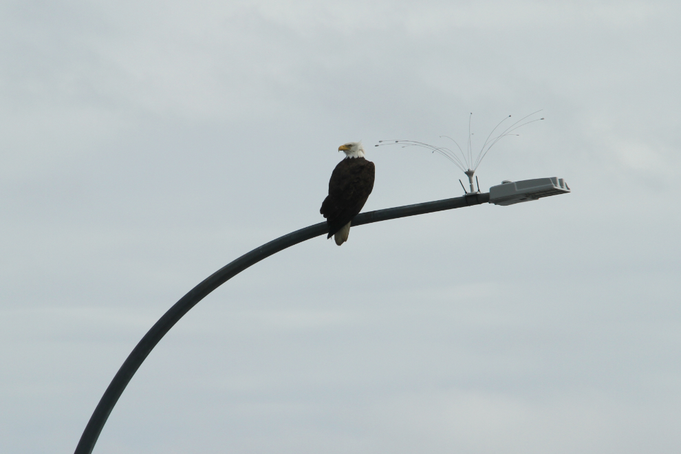 Bald eagle at BC Ferries Comox terminal
