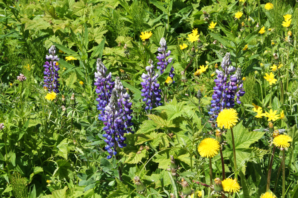 Wildlowers along the road to the Hudson Bay Mountain ski area at Smithers, BC