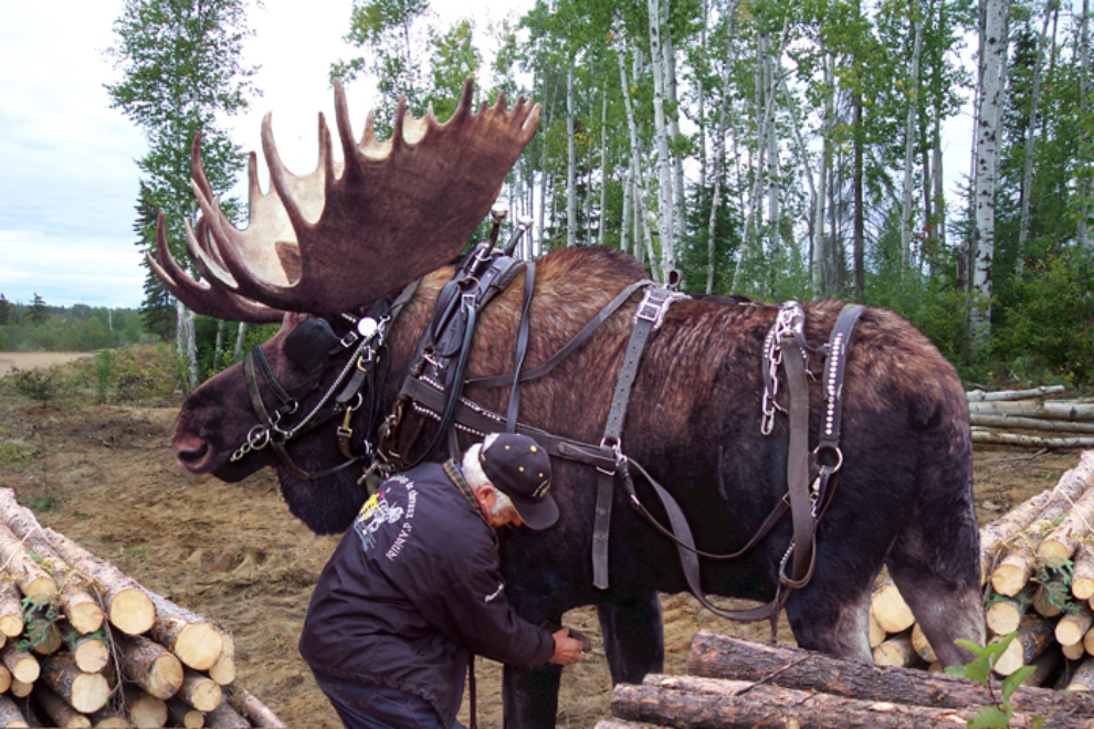 Alaskan moose in harness for logging!