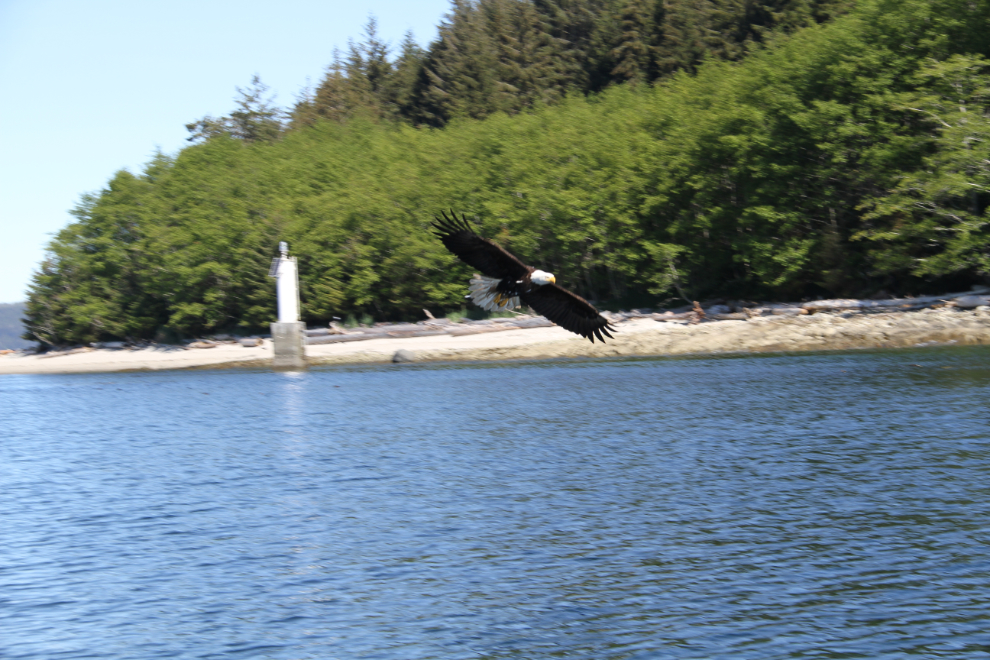 Bald eagle at Port McNeill, BC
