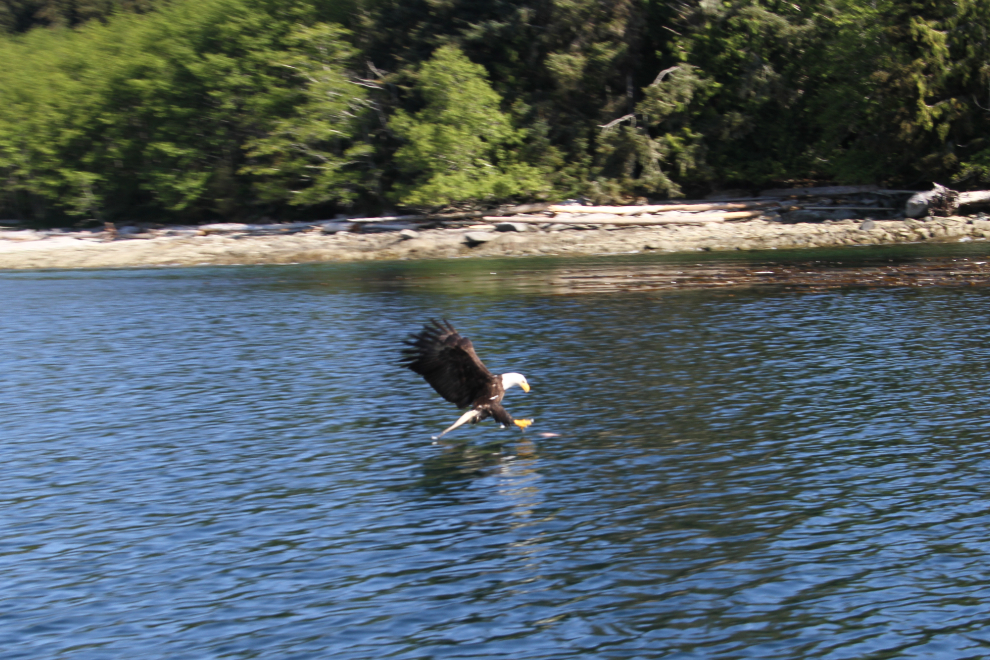Bald eagle fishing at Port McNeill, BC