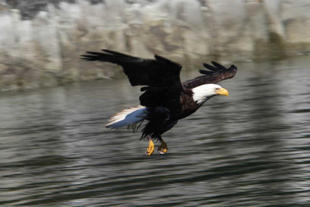 Bald eagle at Haddington Island, BC