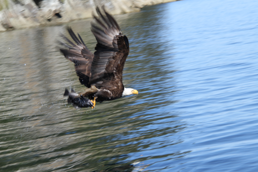Bald eagle fishing at Haddington Island, BC