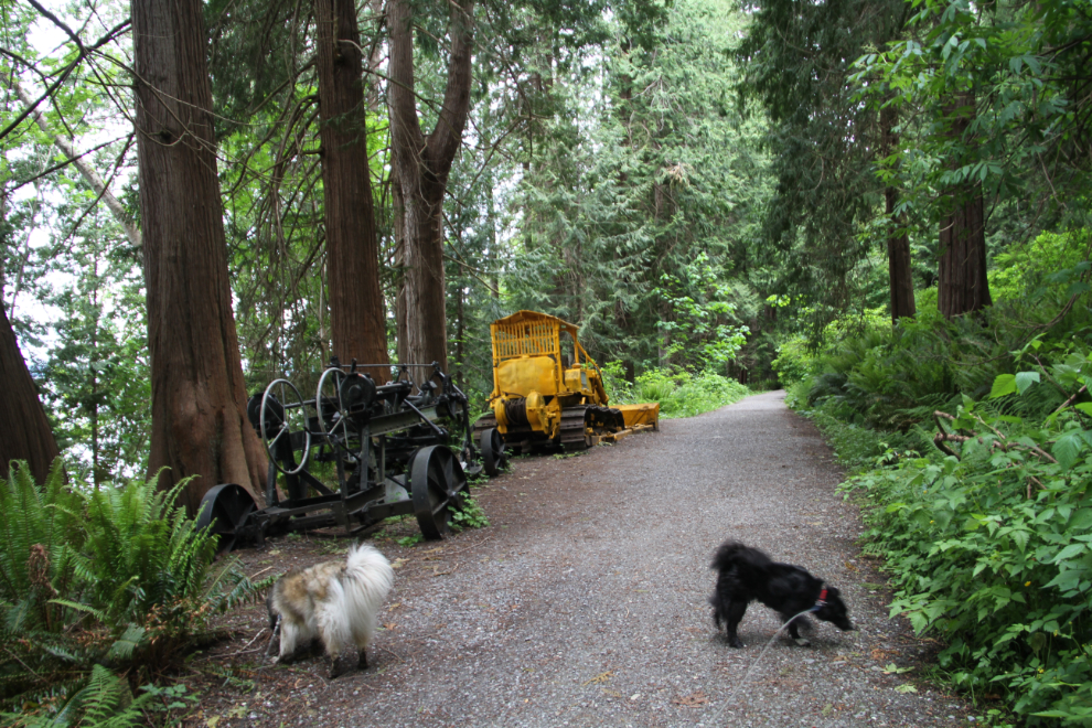 Forestry trail in Powell River, BC