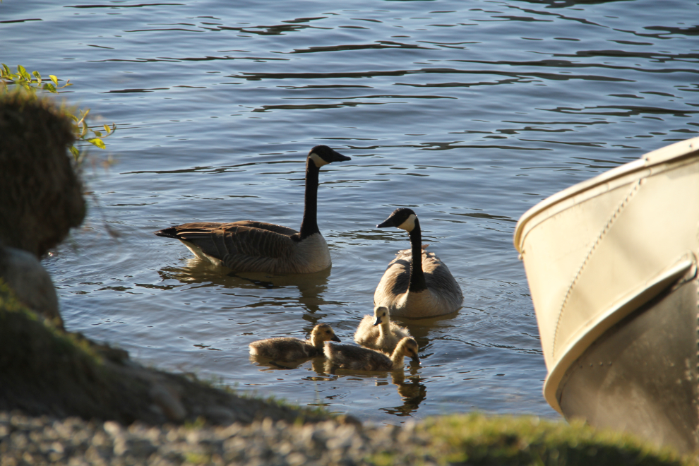 A family of Canada geese feeding at the shore of Lois Lake, BC