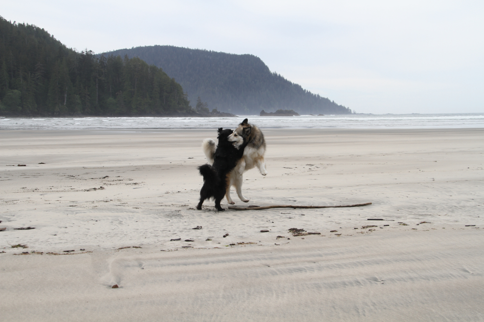 Dogs playing on San Josef Bay, Cape Scott Provincial Park, BC