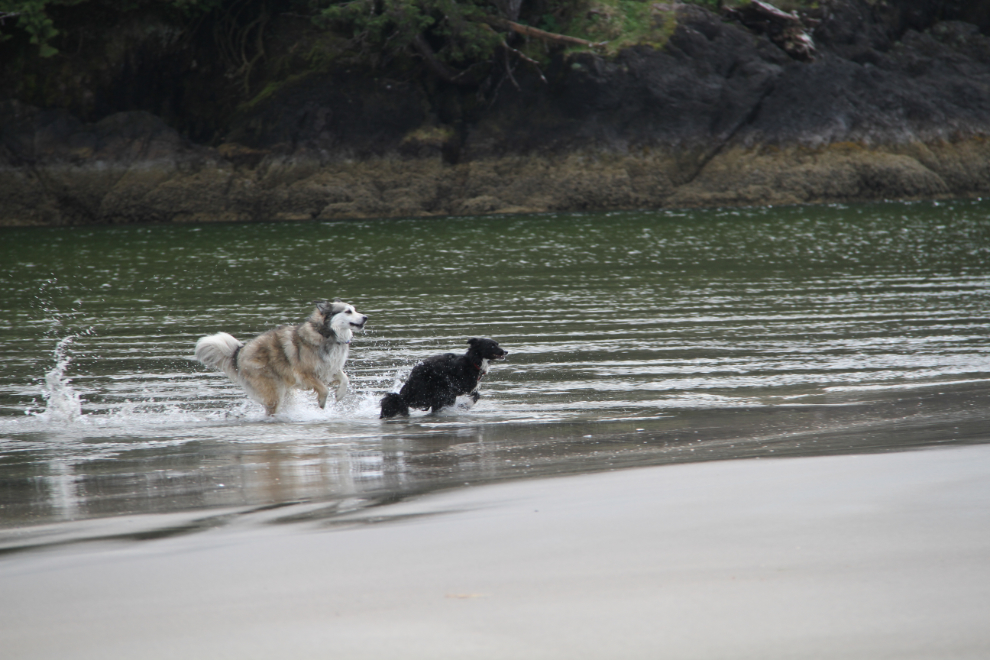 Dogs playing on San Josef Bay, Cape Scott Provincial Park, BC