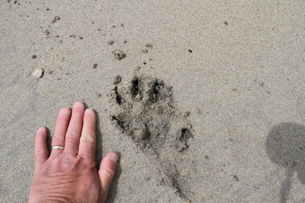 Wolf print on San Josef Bay, Cape Scott Provincial Park, BC