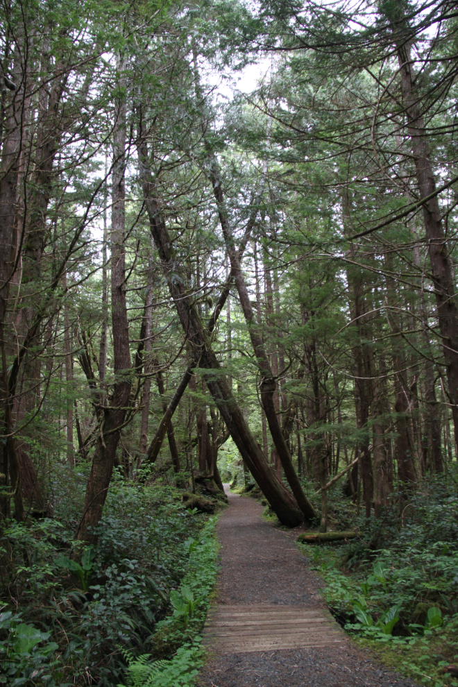 The trail to San Josef Bay, Cape Scott Provincial Park, BC