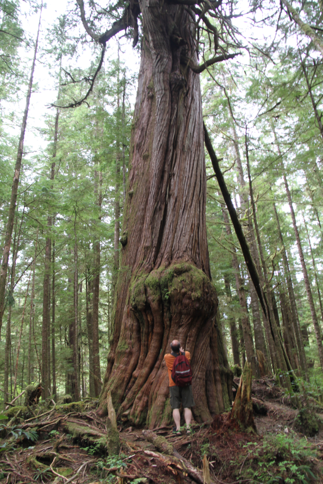Old-growth tree on the trail to San Josef Bay, Cape Scott Provincial Park, BC