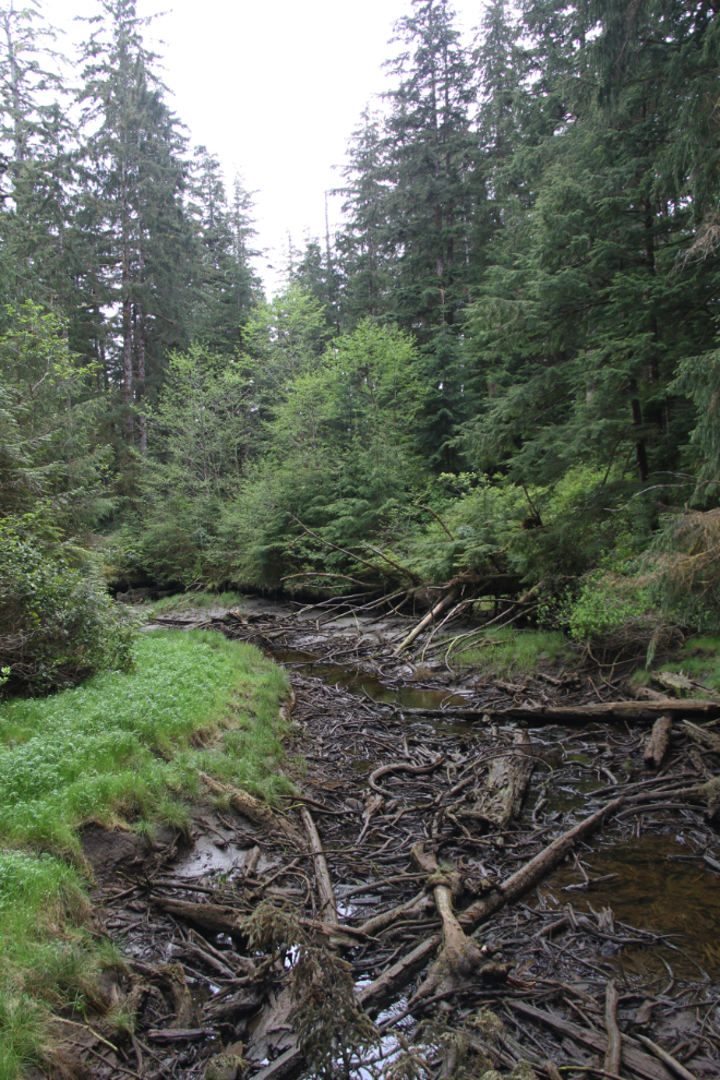 The trail to San Josef Bay, Cape Scott Provincial Park, BC