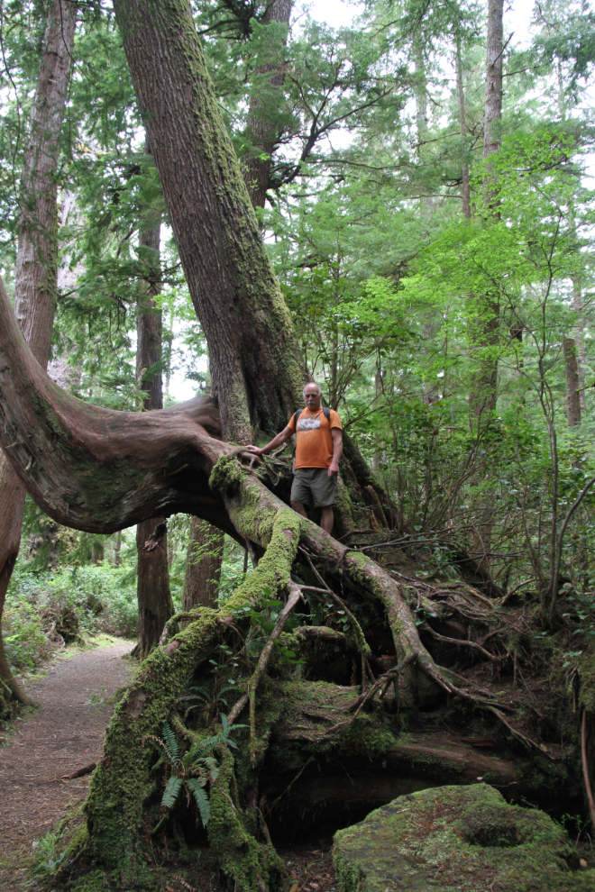 The trail to San Josef Bay, Cape Scott Provincial Park, BC