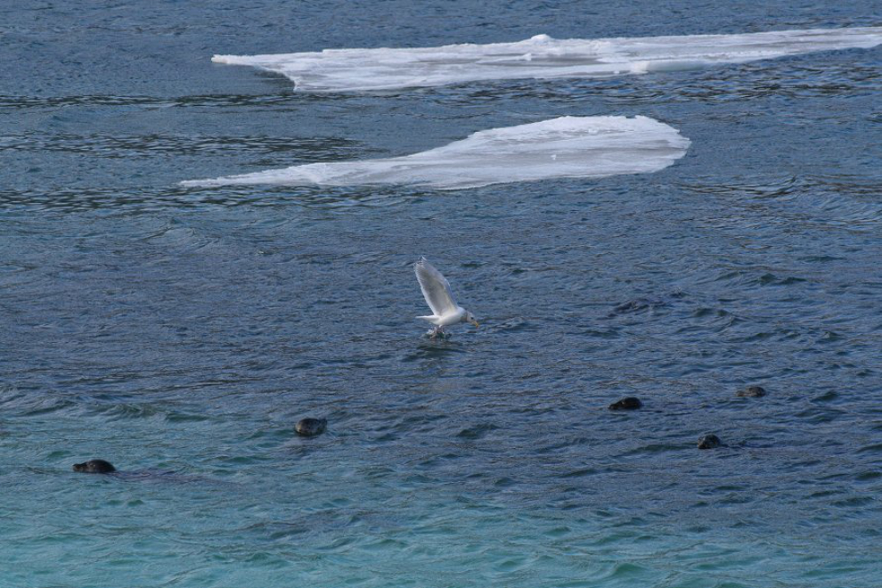 Seals and ice floes at Skagway, Alaska
