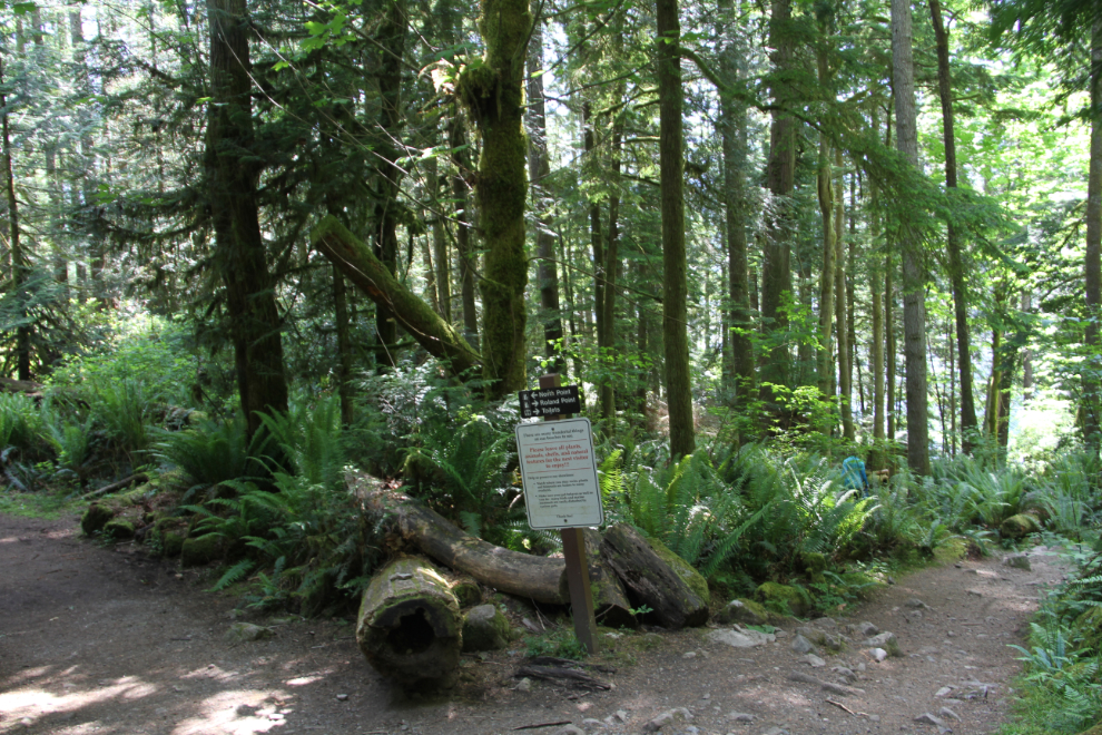 Trail to Skookumchuck Narrows