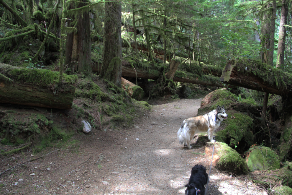  Dogs Bella and Tucker on the trail from Skookumchuck Narrows