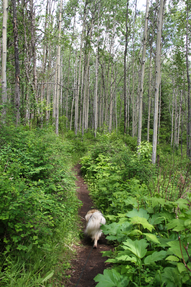 The trail to Malkow Lookout - Smithers, BC