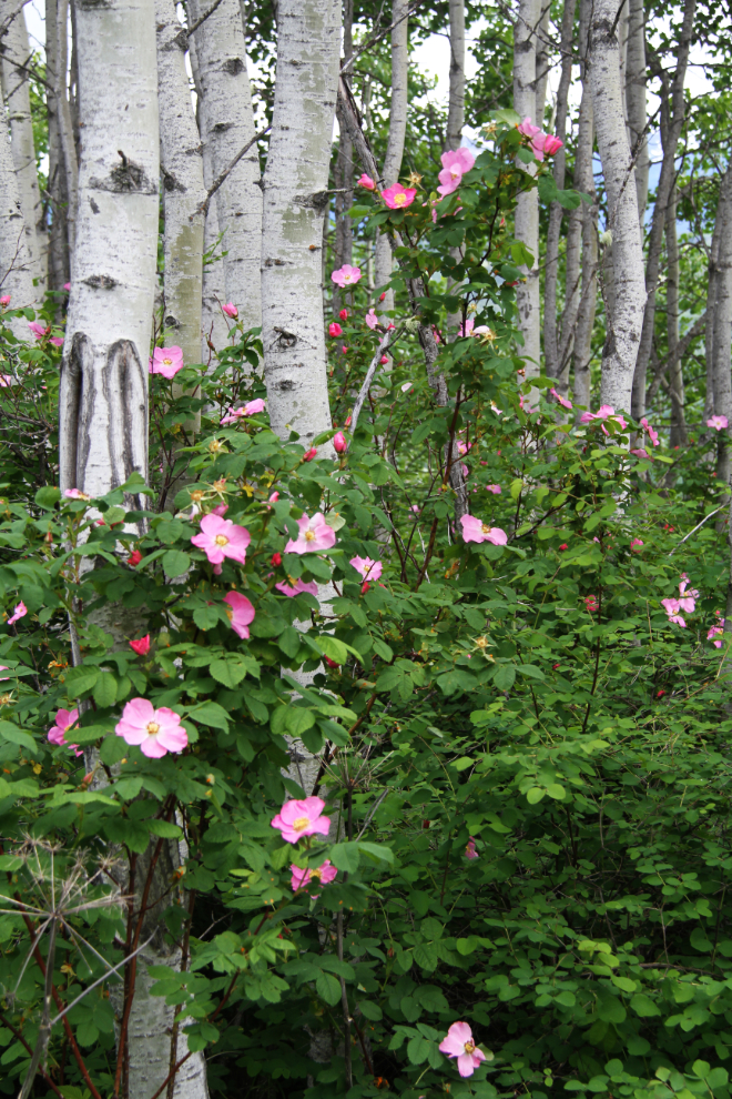 Wild roses along the trail to Malkow Lookout - Smithers, BC