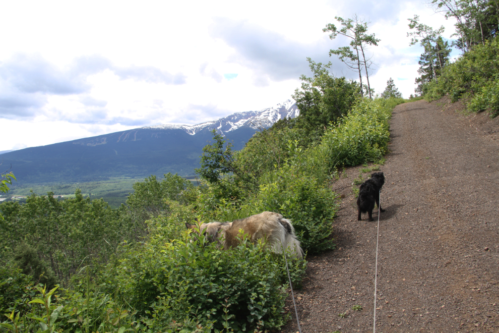 The trail to Malkow Lookout - Smithers, BC