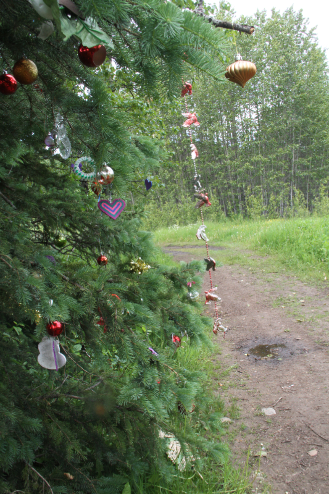 Christmas tree along the trail to Malkow Lookout - Smithers, BC