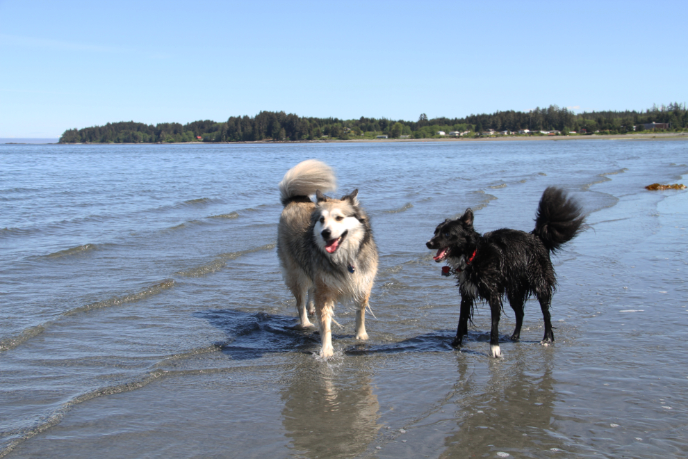 My dogs Bella and Tucker at Storey's Beach, BC