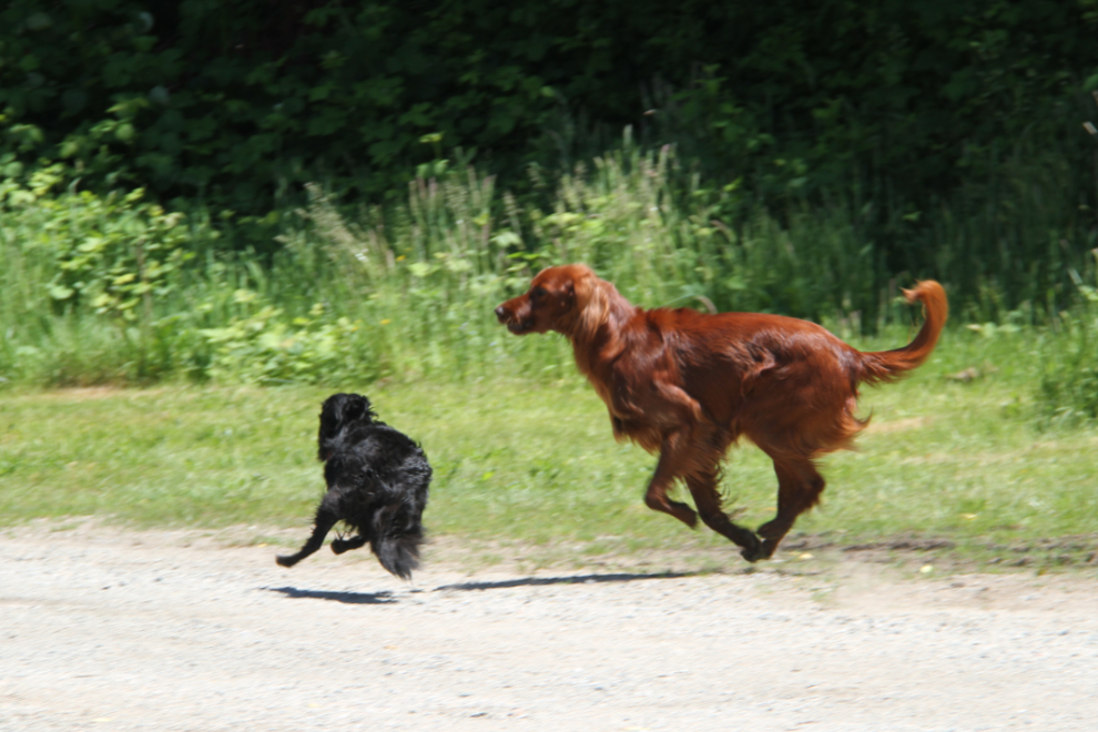 My little dog Tucker playing with an Irish setter