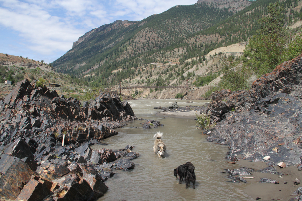 Dogs playing on the Fraser River at Lillooet, BC
