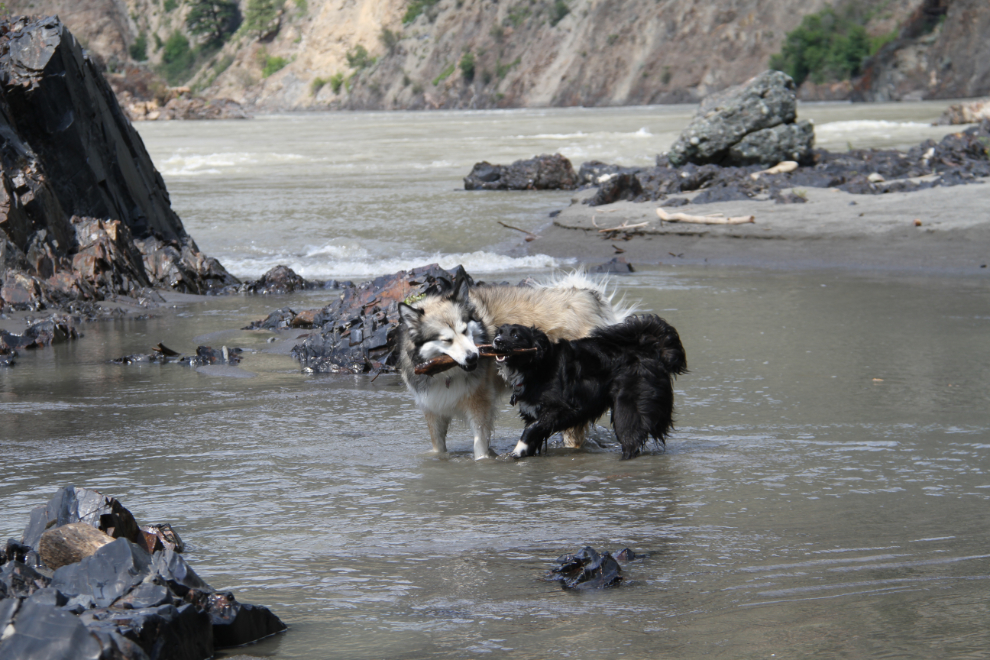 Dogs playing on the Fraser River at Lillooet, BC