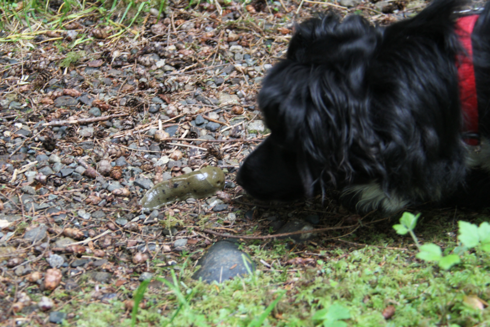 My dog meets his first slug at Ronning's Garden, northern Vancouver Island