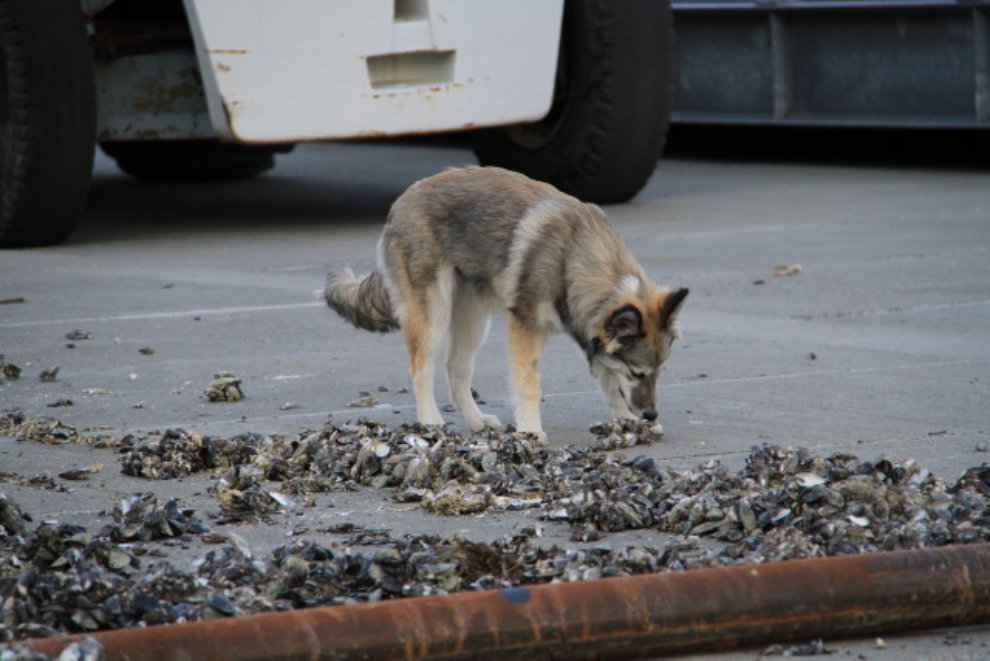 Husky puppy discovering barnacles in Skagway, Alaska