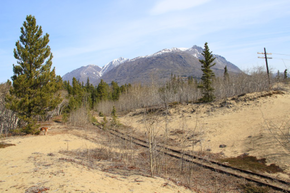 Abandoned White Pass railway line north of Carcross, Yukon