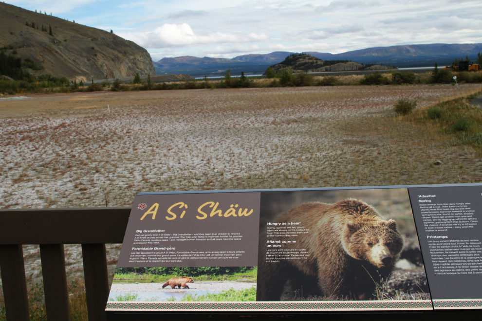 Interpretive panel about grizzlies at Sheep Mountain, Yukon