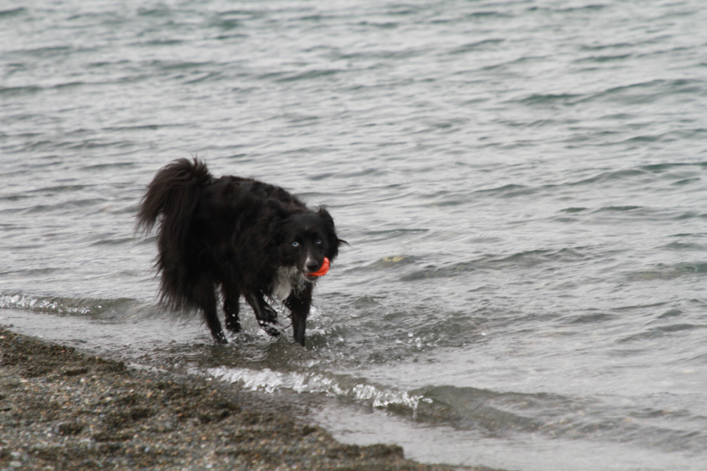 My little dog Tucker playing at our favourite beach on Kluane Lake