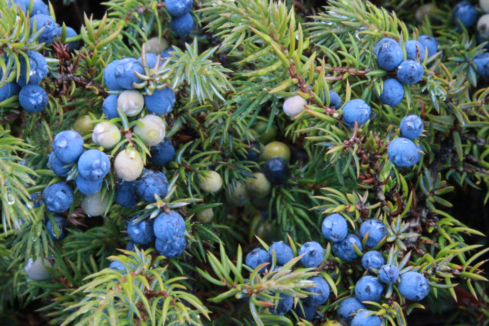 Juniper berries in the Yukon.