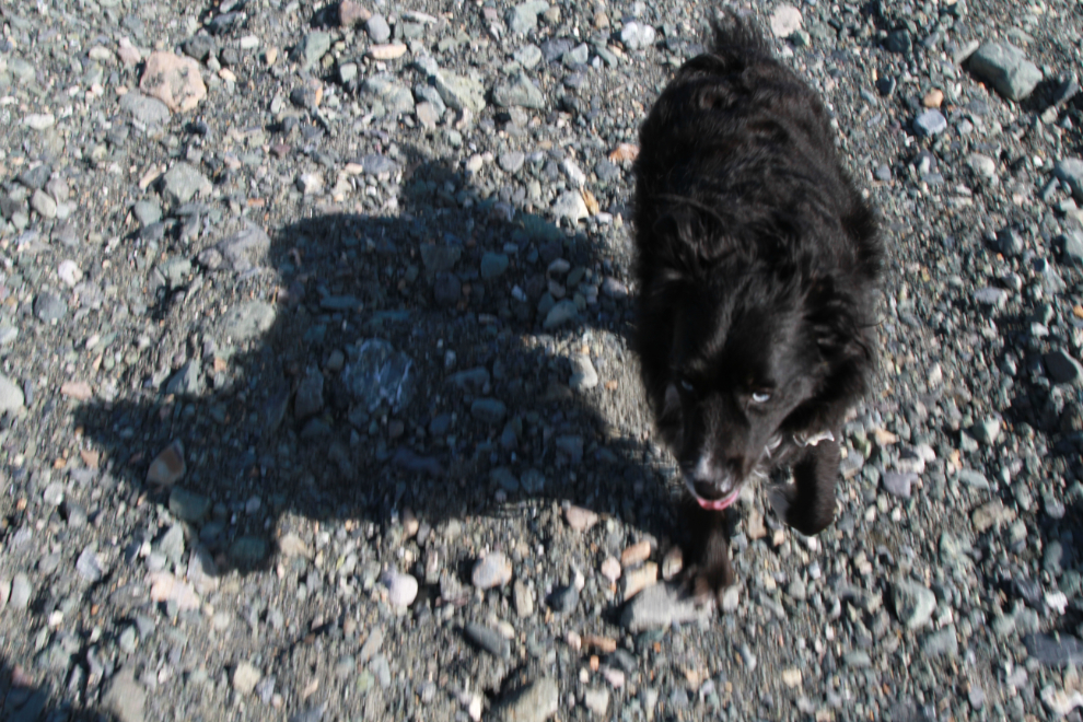 My little dog Tucker at Bock's Creek, Yukon