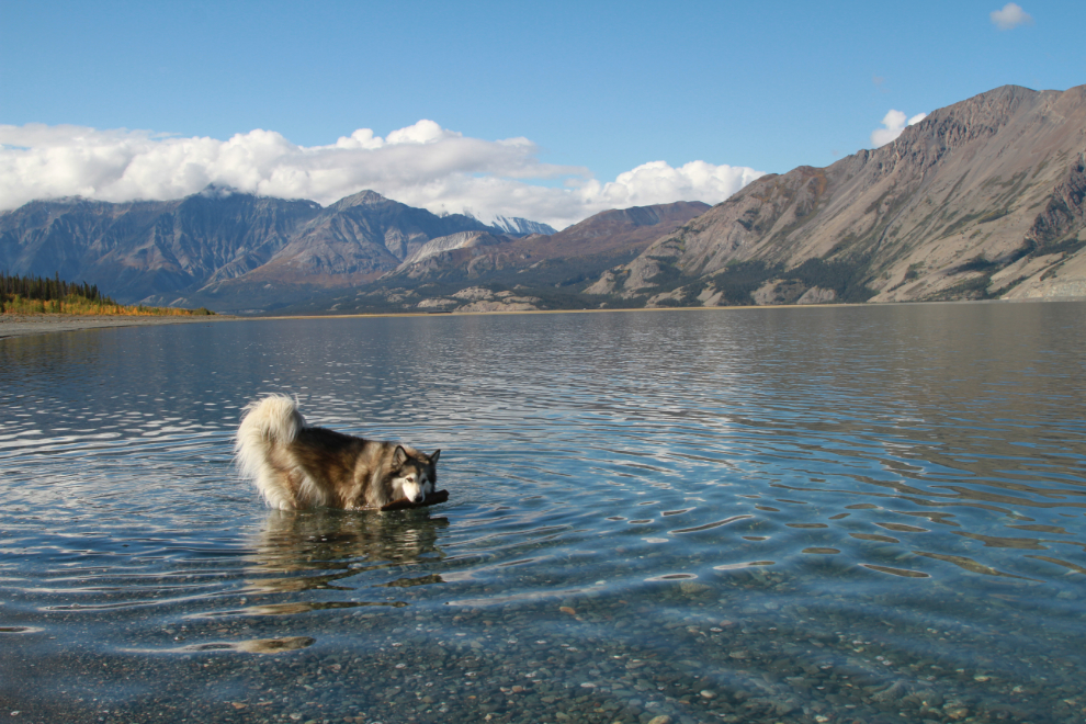 Playing with the dogs at Kluane Lake, Yukon