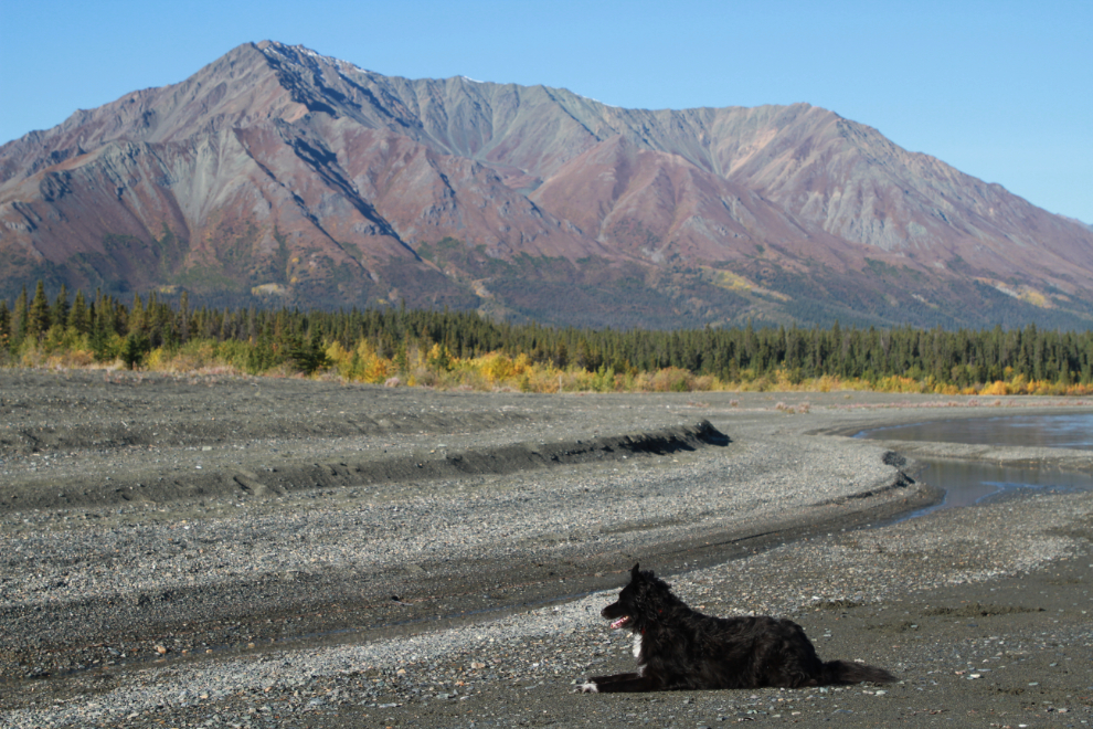 My little dog Tucker at Kluane Lake, Yukon