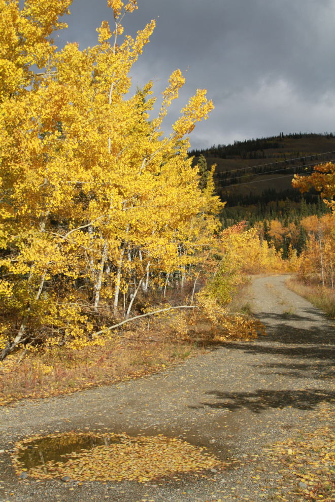 Fall colours along the North Klondike Highway
