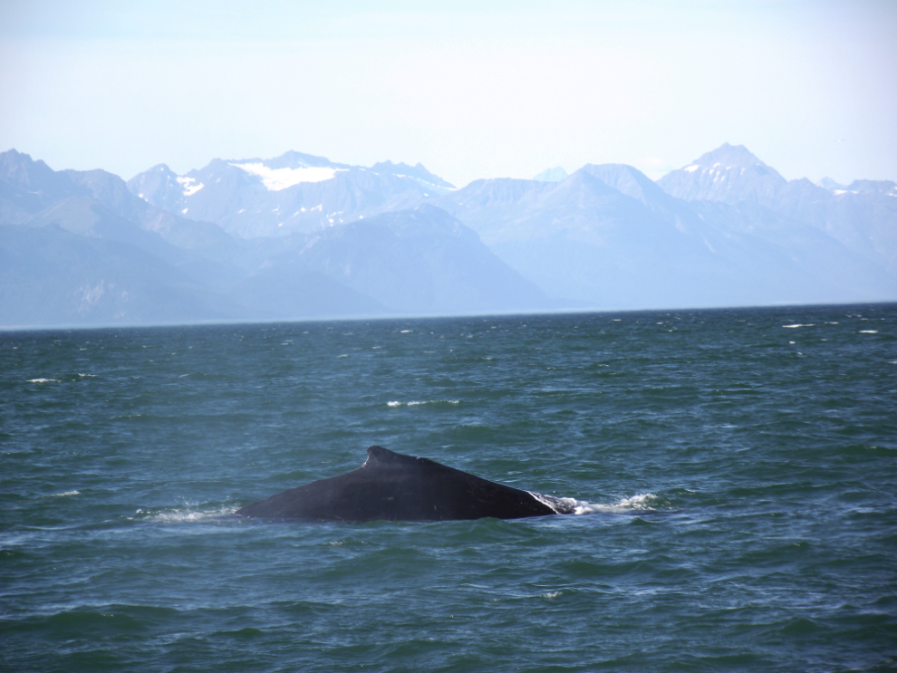 A humpback whale near Juneau, Alaska