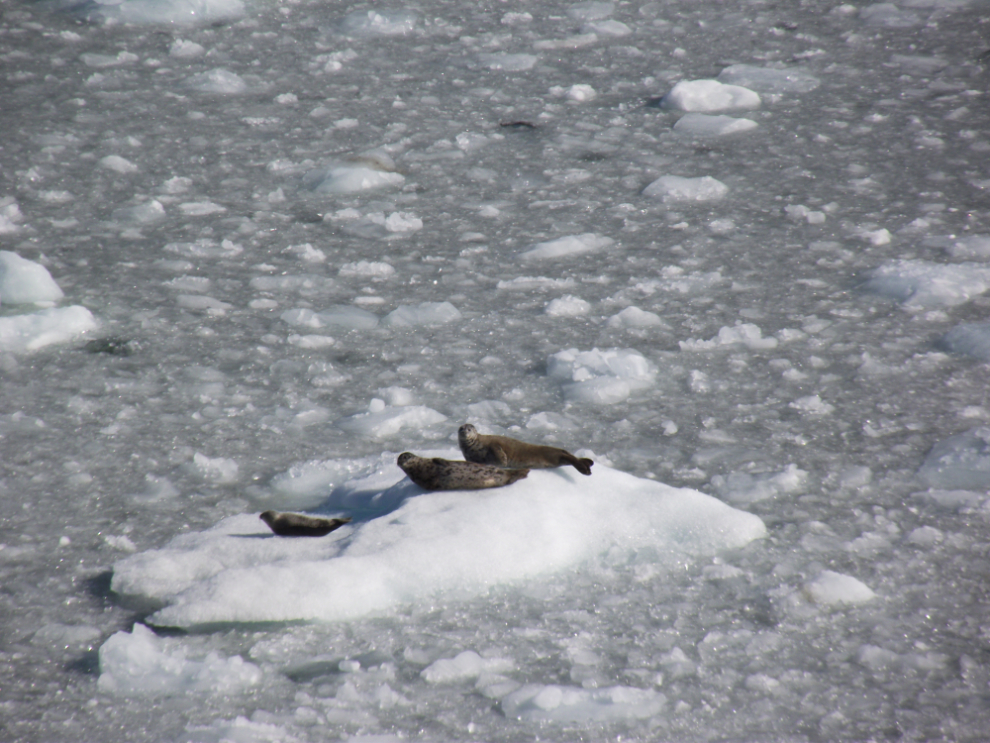 Seals at Hubbard Glacier