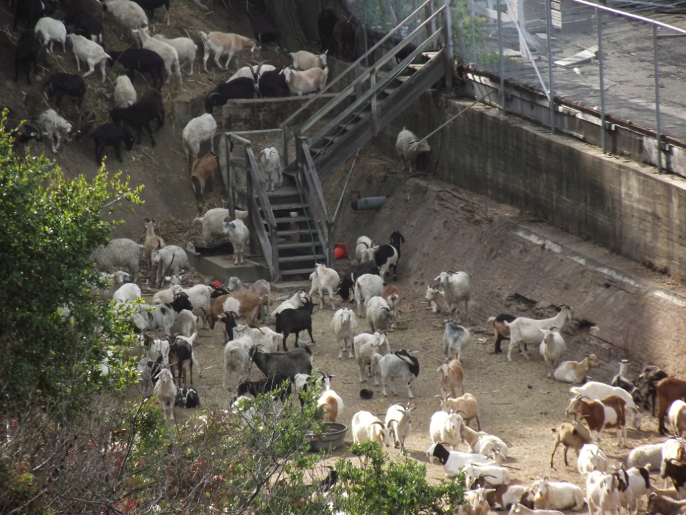 A herd of hundreds of goats for weed and brush control in San Francisco