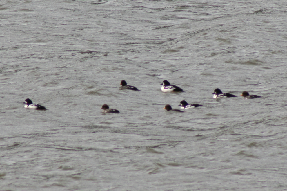 Barrow’s Goldeneye males and females at Dyea.