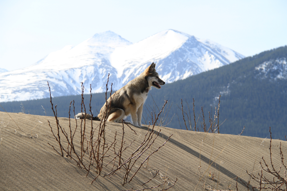 Husky puppy on a sand dune at Carcross, Yukon