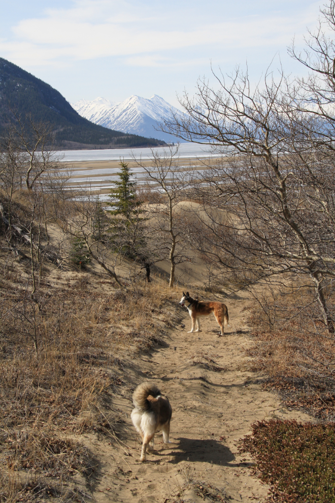 The beach of Lake Bennett at Carcross, Yukon