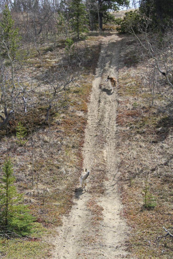 Carcross Dunes, Yukon