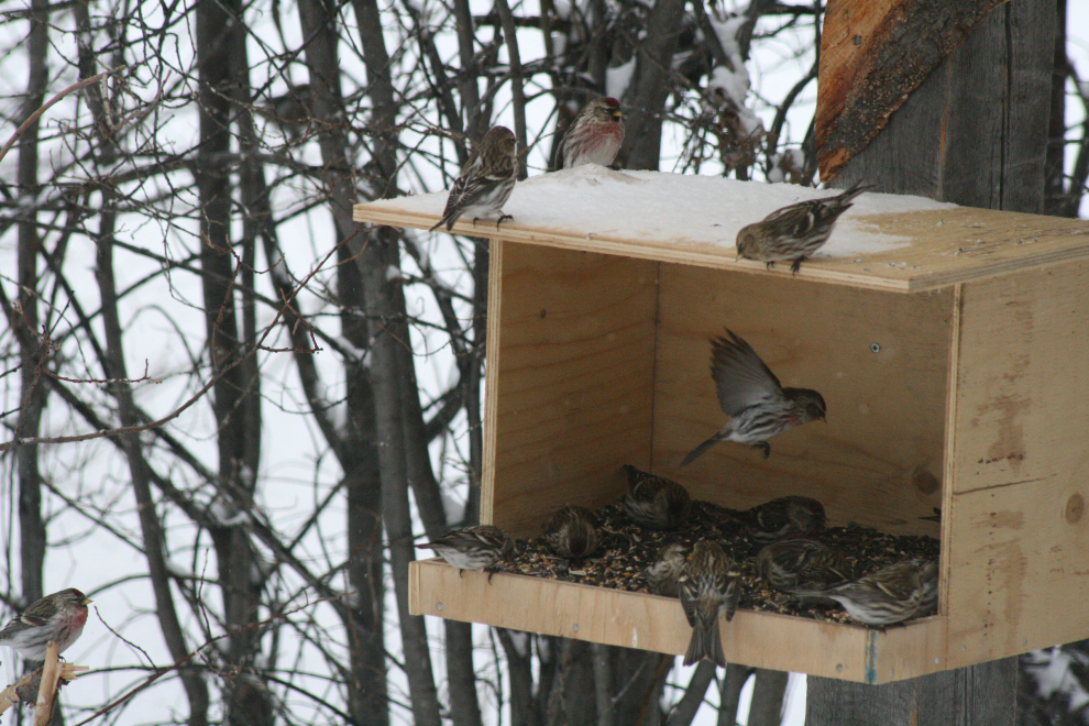A busy Yukon bird feeder